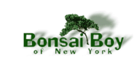 Bonsai Boy